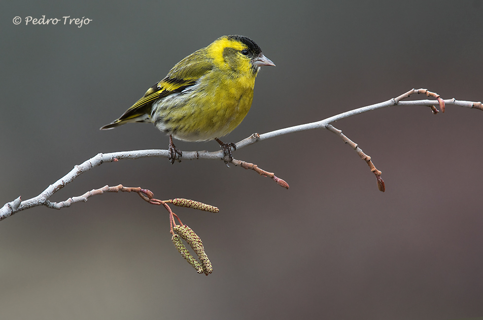 Lugano (Carduelis spinus)